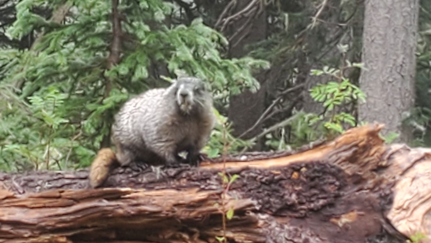 Mount Rainier NP 